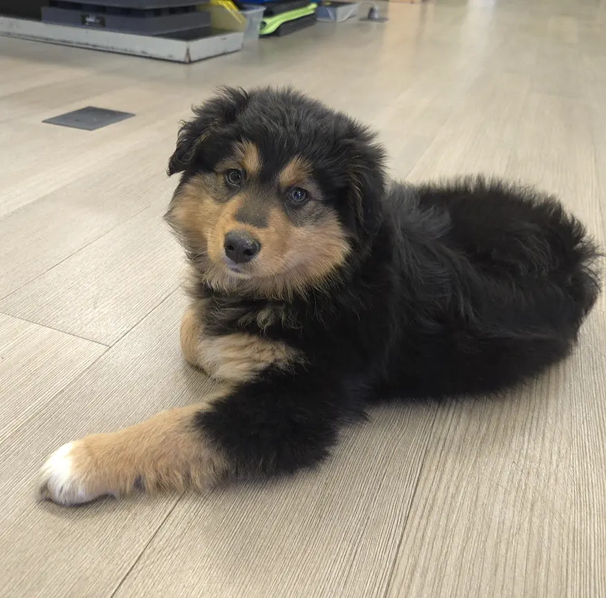 BodySense PT's mascot, Oakley!